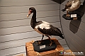 VBS_0945 - Riapre il Museo di Scienze Naturali dopo dieci anni di chiusura